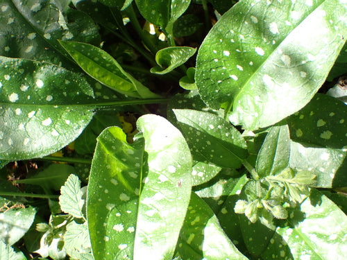 Miodunka — Bild 4
