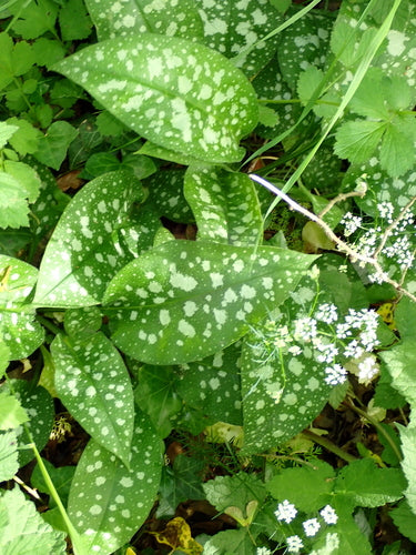 Miodunka — Bild 5
