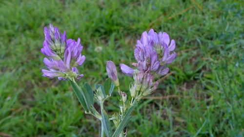 lucerna — Bild 4