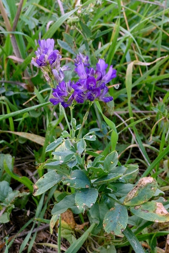 lucerna — Bild 3