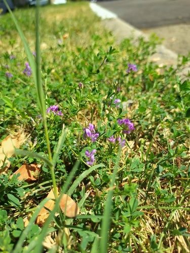 lucerna — Bild 5