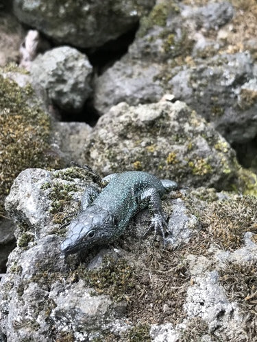 Jaszczurka ścienna Madery — Bild 3