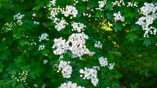 Robaki — Bild 5