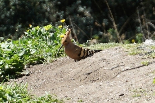 Robaki — Bild 3
