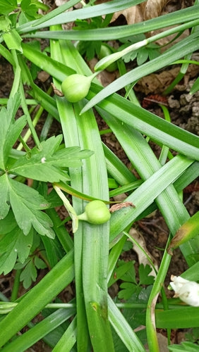 Puchar marcowy — Bild 3