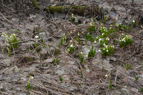 Puchar marcowy — Bild 4