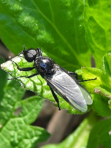 Marcowa mucha — Bild 4