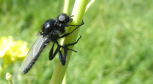 Marcowa mucha — Bild 5