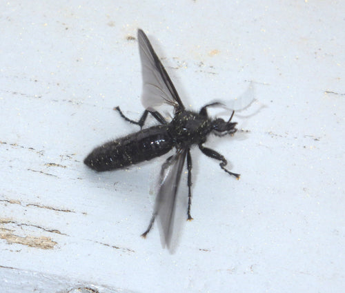 Marcowa mucha — Bild 3