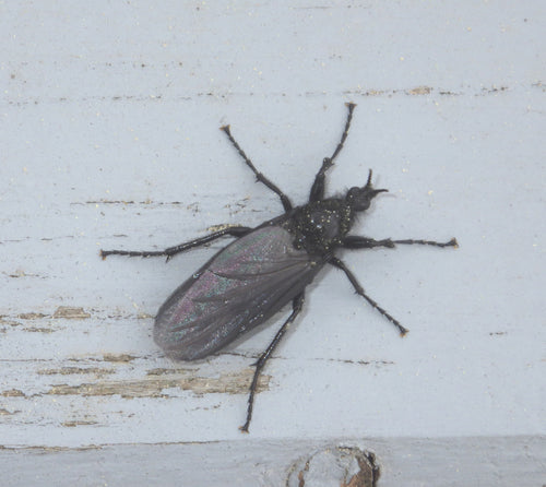 Marcowa mucha — Bild 2