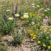 Magerwiesen-Margerite (Leucanthemum vulgare) in Blüte im naturnahen Garten (KI-generiert)