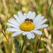 Blüte von Magerwiesen-Margerite (Leucanthemum vulgare) in Nahaufnahme (KI-generiert)