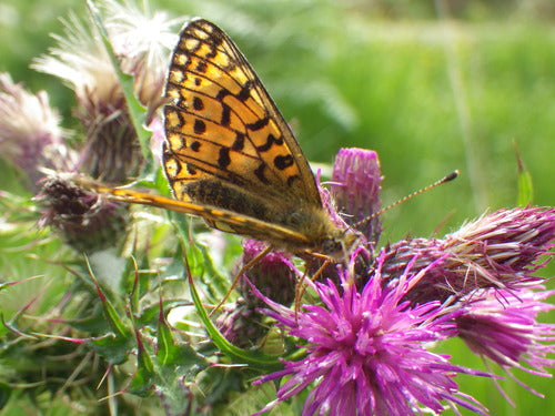 Biedny motyl łąkowy — Bild 5