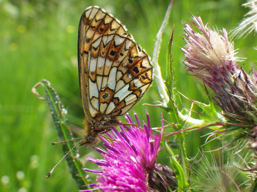 Biedny motyl łąkowy — Bild 3
