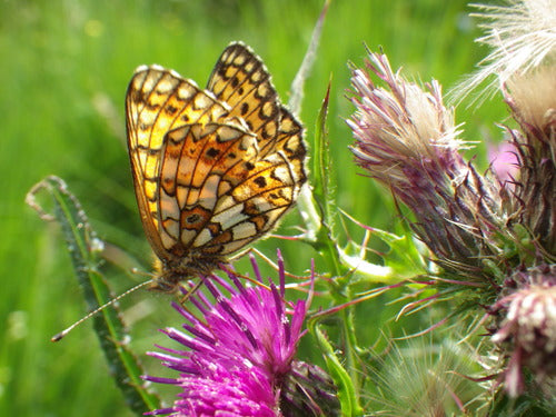 Biedny motyl łąkowy — Bild 2