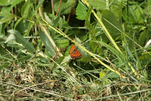 Biedny motyl łąkowy — Bild 1