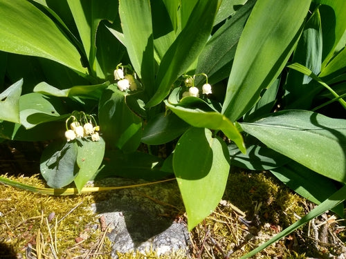 Konwalia — Bild 5