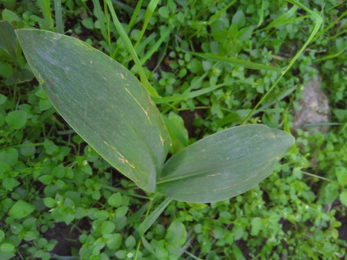 Konwalia — Bild 4