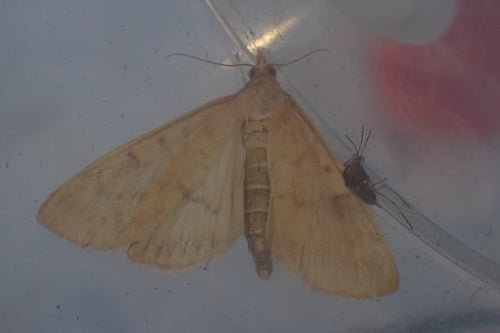 Omacnica zbożowa — Bild 3