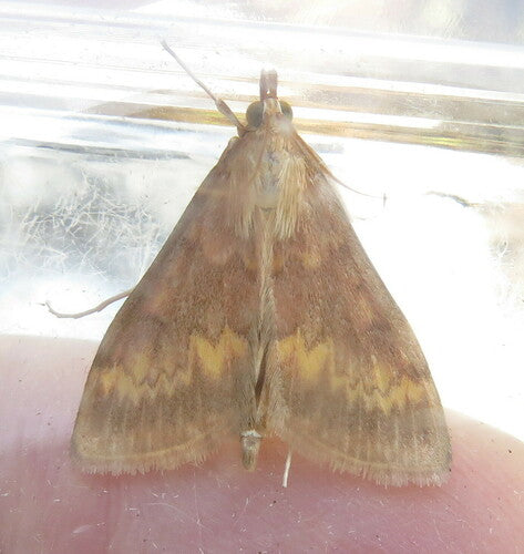 Omacnica zbożowa — Bild 1