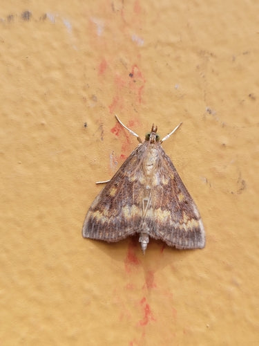 Omacnica zbożowa — Bild 5
