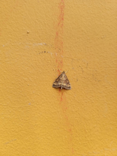 Omacnica zbożowa — Bild 4