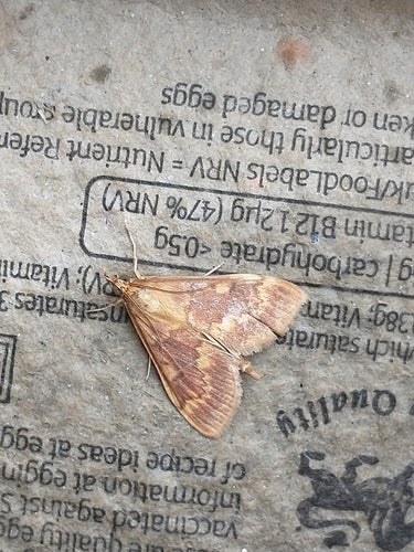 Omacnica zbożowa — Bild 2
