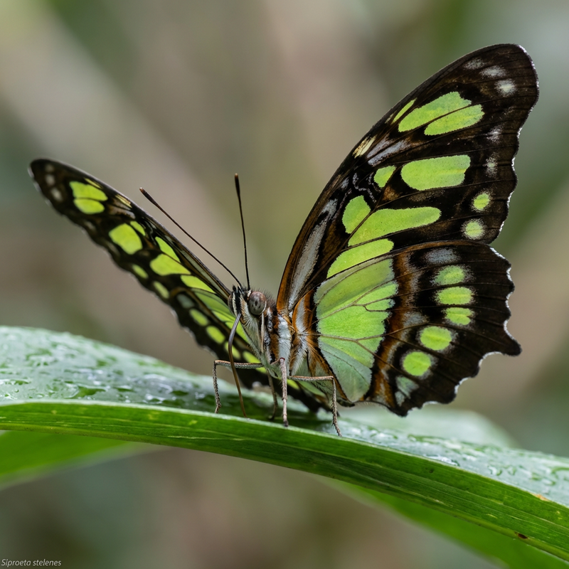 Malachitowy motyl