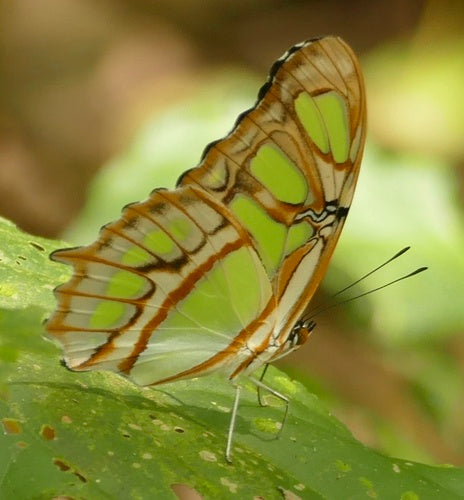Malachitowy motyl — Bild 5