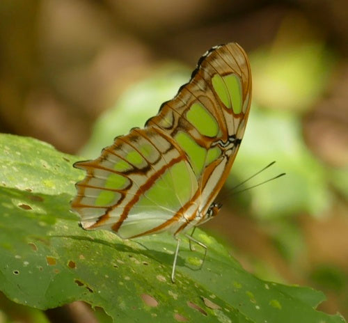 Malachitowy motyl — Bild 4