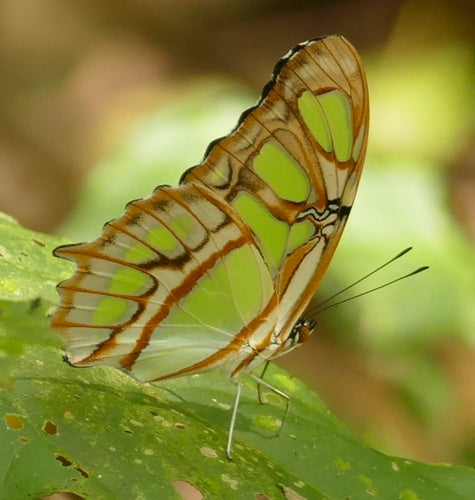Malachitowy motyl — Bild 3