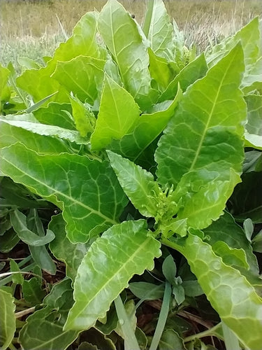 Chard — Bild 4