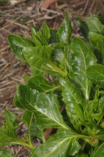 Chard — Bild 5