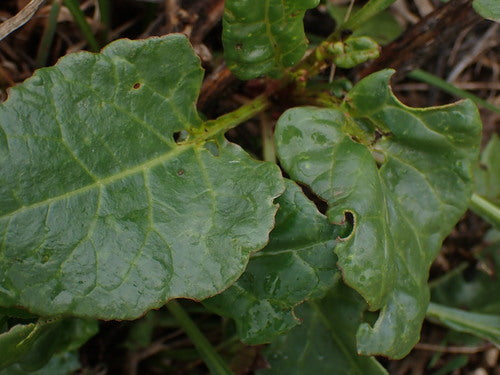 Chard — Bild 3