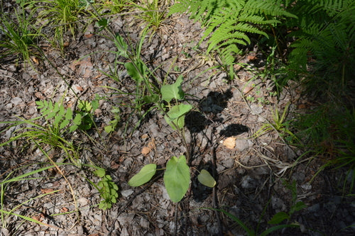 Męski śmieci — Bild 4