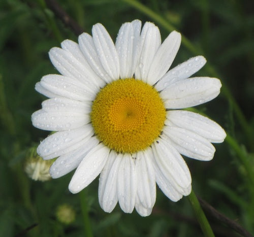 Stokrotki — Bild 3