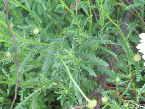 Stokrotki — Bild 2
