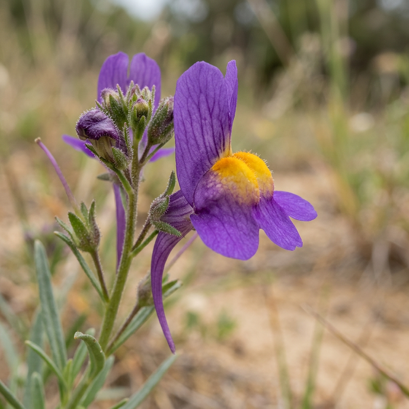 Marokański len ropuchowy (Linaria maroccana), ilustracja AI