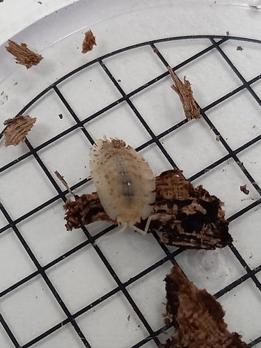 Profil równonóg ścienny — Bild 5