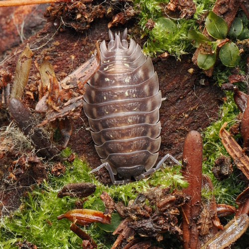 Profil równonóg ścienny — Bild 2