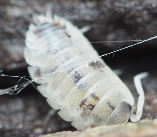 Profil równonóg ścienny — Bild 2