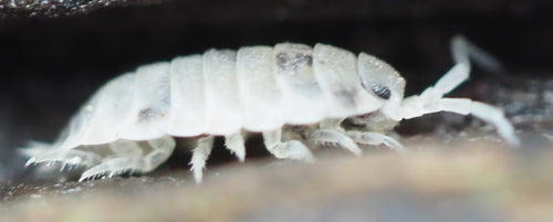 Profil równonóg ścienny — Bild 3