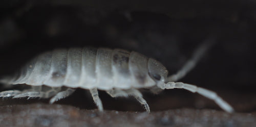 Profil równonóg ścienny — Bild 4