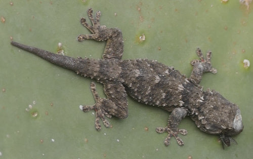 Gekon ścienny — Bild 4
