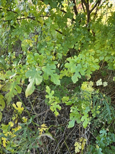 Drzewo morwowe — Bild 4