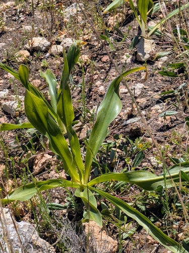 Cebula morska — Bild 2