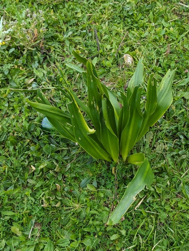 Cebula morska — Bild 5