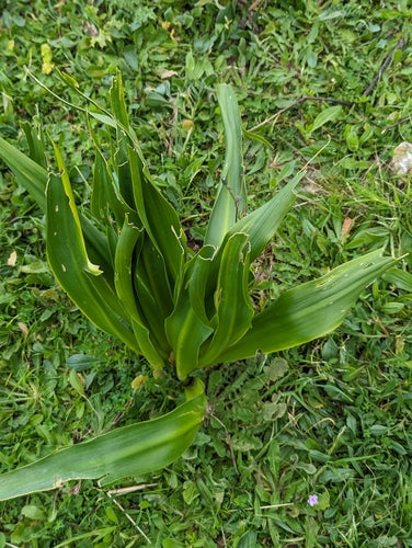 Cebula morska — Bild 4