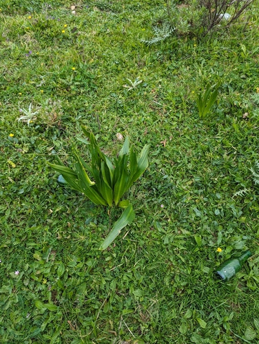 Cebula morska — Bild 3