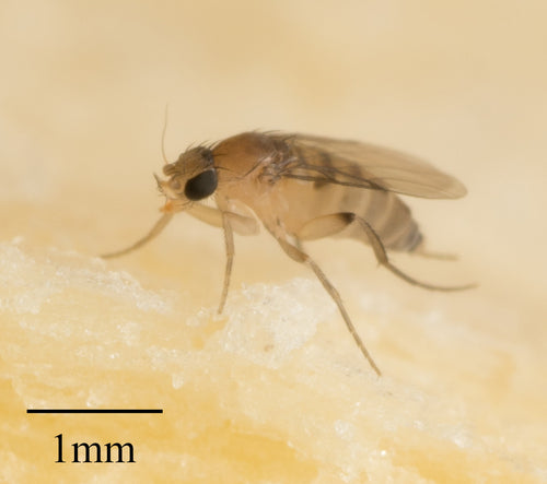 Megaselii Scalaris — Bild 1